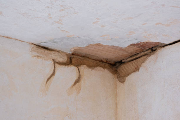 Best Mold removal after water damage  in Windsor, NC