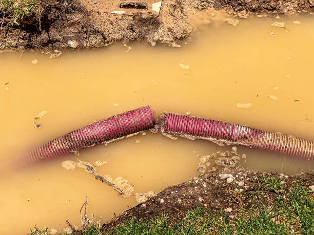 Best Water damage cleanup near me  in Windsor, NC